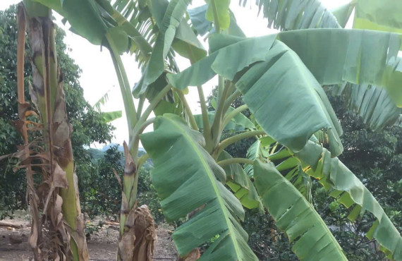 Gà sạch HTX Nông lâm nghiệp xanh