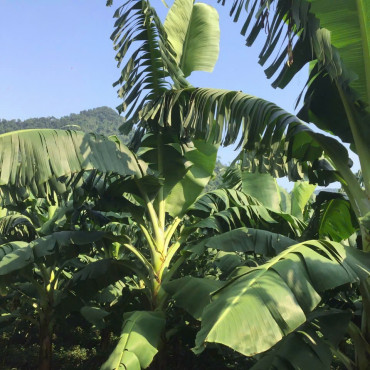 Chuối sạch HTXNông lâm nghiêp xanh