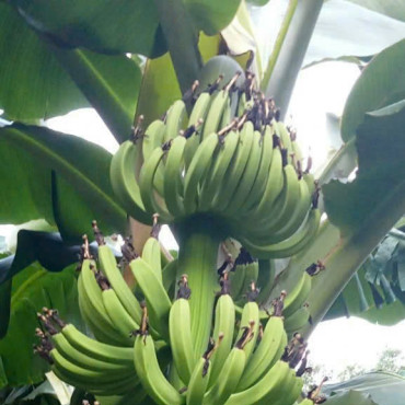 Chuối sạch HTX Nông lâm nghiệp xanh