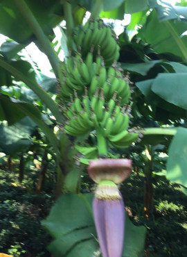 Chuối sạch HTX Nông lâm nghiệp xanh