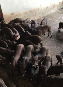 Lợn sạch HTX Nông lâm nghiệp xanh