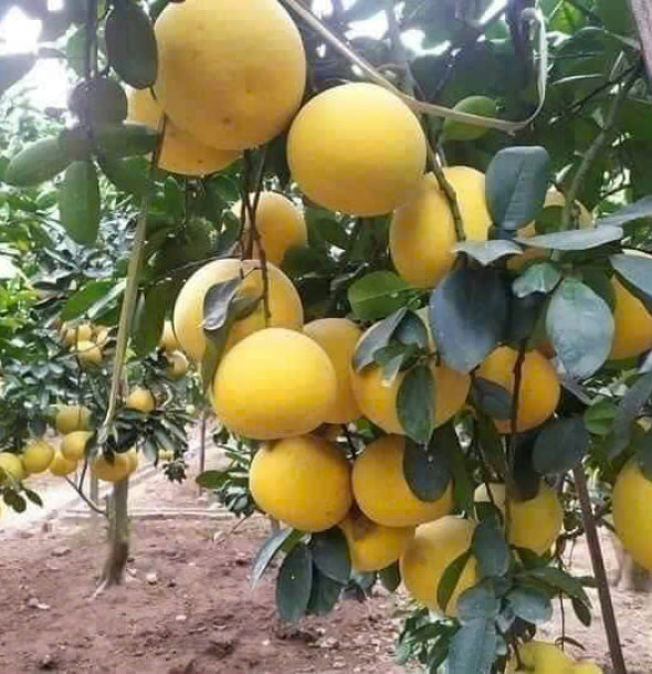 Kỹ thuật trồng bưởi sạch