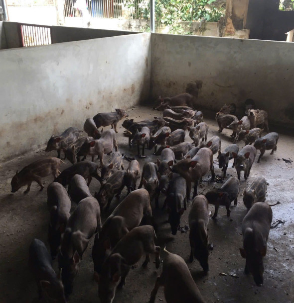 Kỹ thuật nuôi lợn sạch