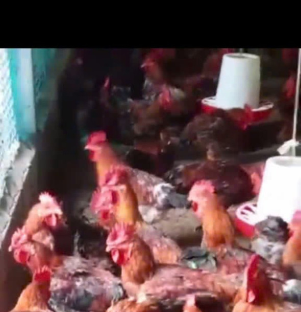 Kỹ thuật nuôi gà sạch