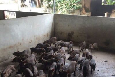 Quy trình chăn nuôi lợn rừng