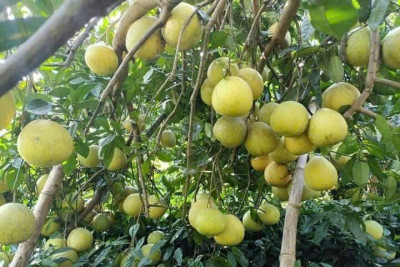 Quy trình sản xuất bưởi Hoàng hữu cơ