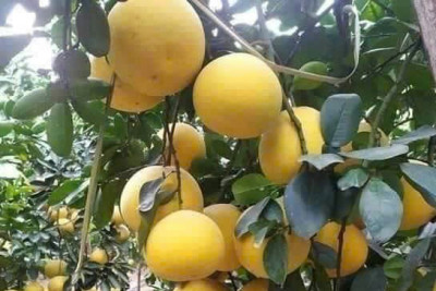 Quy trình sản xuất bưởi Tân Lạc hữu cơ