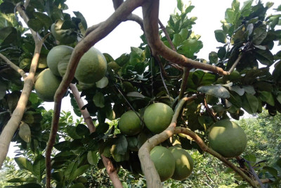 Quy trình sản xuất bưởi diễn hữu cơ