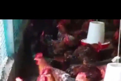 Quy trình nuôi gà, vịt hữu cơ