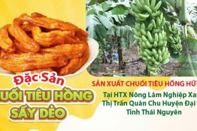 Quy trình sản xuất chuối tiêu hồng hữu cơ