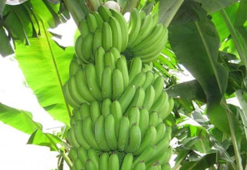 Chuối tiêu hồng Quân Chu – món quà ngọt lành từ vùng đất Thái Nguyên