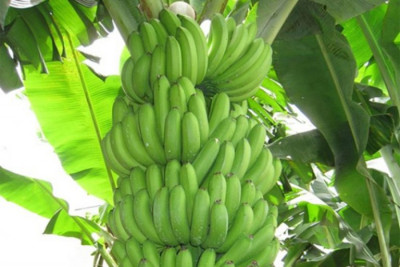 Chuối tiêu hồng Quân Chu – món quà ngọt lành từ vùng đất Thái Nguyên